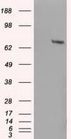 HDAC10 Antibody (clone OTI8G5)