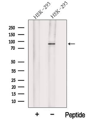 Polyclonal Rabbit anti-Human HOOK1 Antibody (WB)