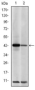 JUN / c-Jun Antibody (clone 5B1)