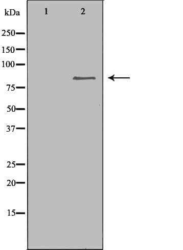 CHAT Antibody