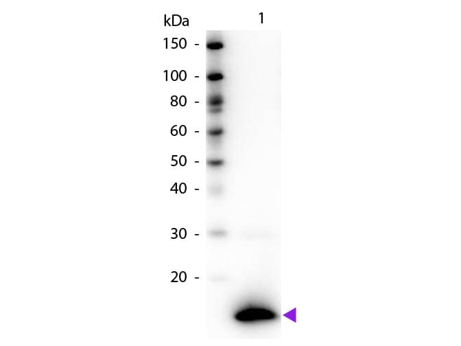TSLP Antibody (Lyophilized, Biotin)
