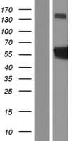 Human CDADC1 Protein (Over-Expression Lysate Myc-DDK (Flag))