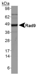 RAD9A / RAD9 Antibody