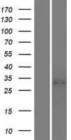 LILRA5 Protein (Over-Expression Lysate Myc-DDK (Flag))