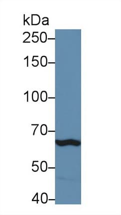 TLR3 Antibody (aa727-905, APC)