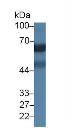 SIGLEC5 / CD170 Antibody (aa147-335)