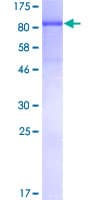 Human NRBP1 / NRBP Protein (Recombinant GST)