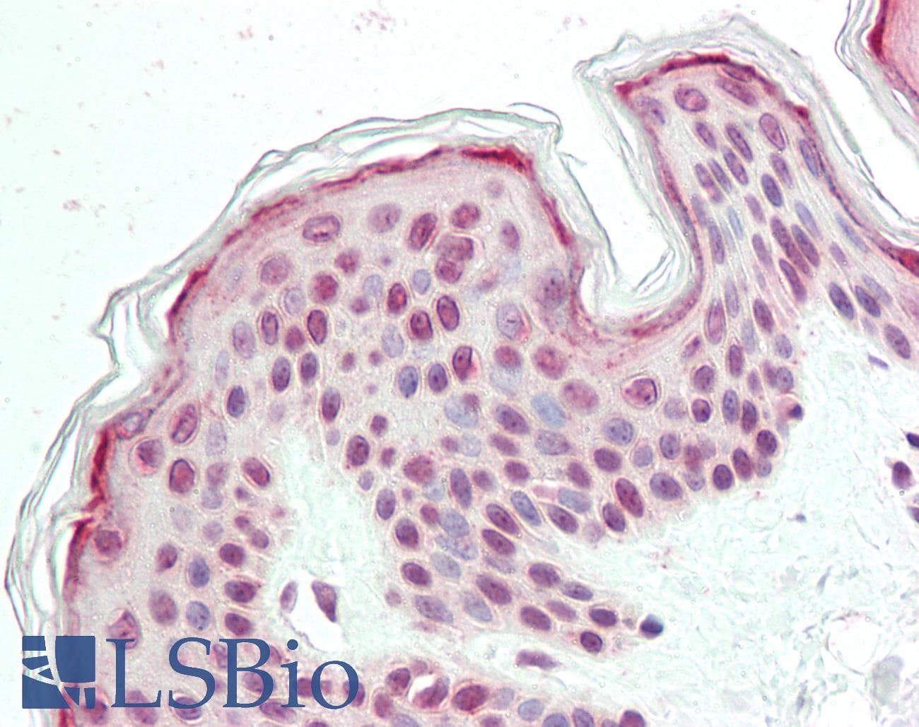 IHC-plus™ FAM193B Antibody