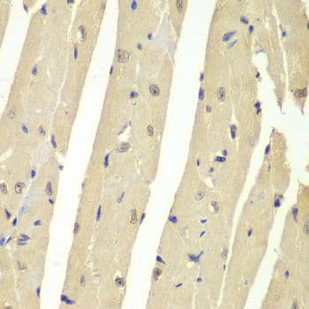 USP7 / HAUSP Antibody