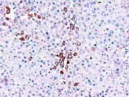 CYP2E1 Antibody (C-Terminus, Magnetic beads)