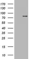 POLI Antibody (clone OTI2C10)
