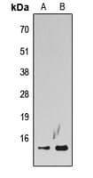 H2AFZ / H2A.z Antibody (N-Terminus)