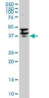 PURA / Pur-Alpha Antibody (clone 1C10)