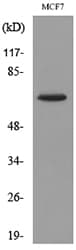 NT5E / eNT / CD73 Antibody