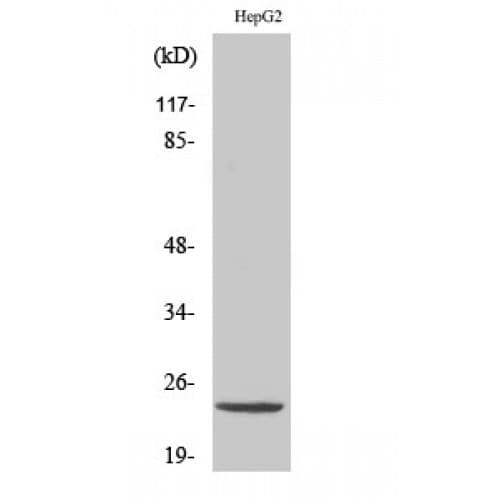 ATP5H Antibody (80-160 aa, C-terminal)
