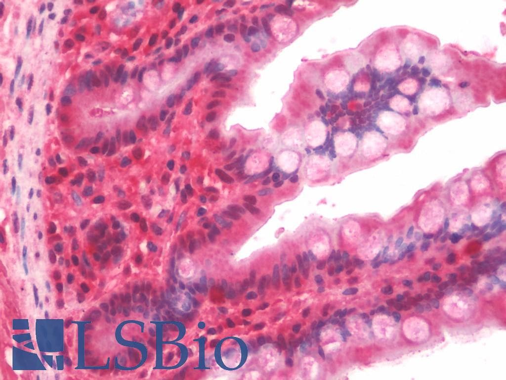 IHC-plus™ PP2Ac / PPP2CA Antibody