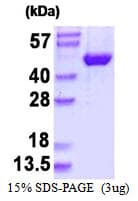Human MAPK9 / JNK2 Protein (Recombinant His)