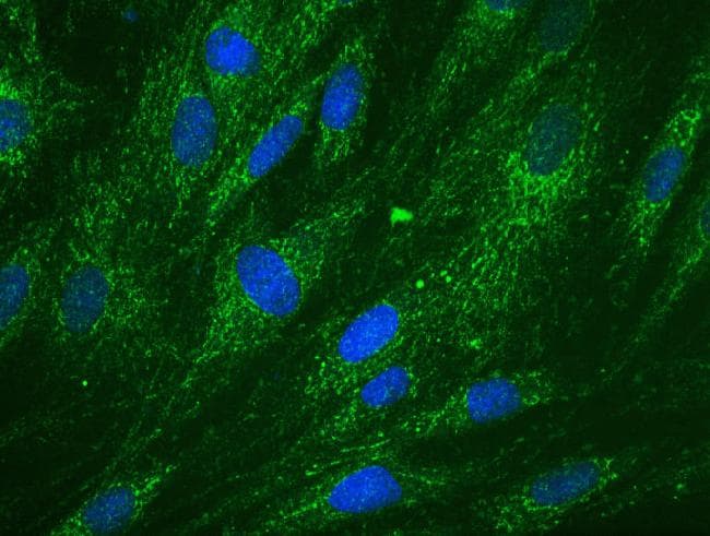 DCXR Antibody (clone 4G4AF5)