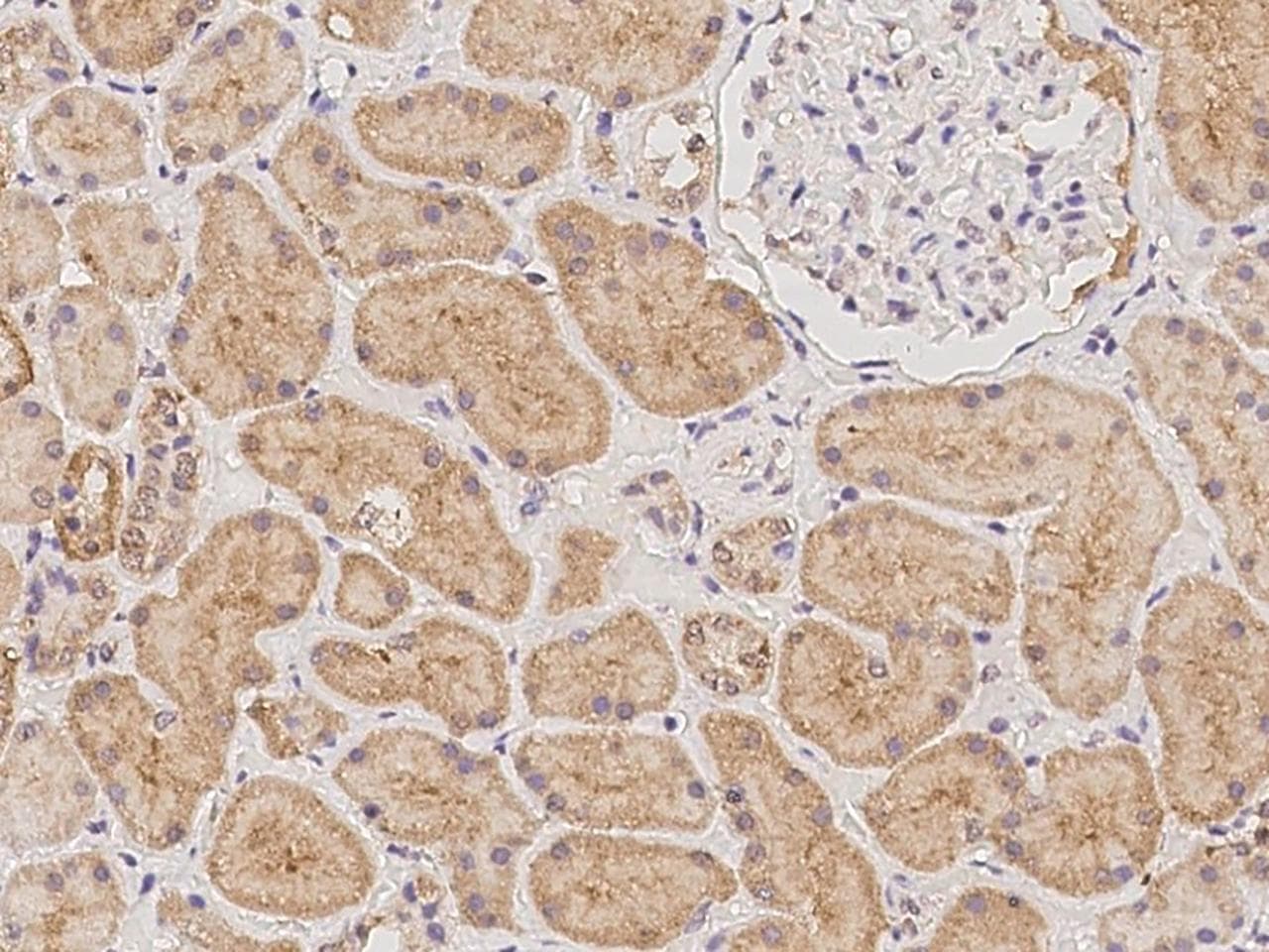 NMNAT3 Antibody