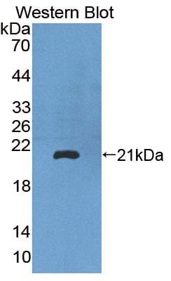 PRODH Antibody (aa398-551, Biotin)