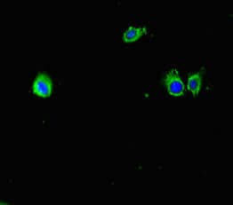 MUP1 / Major Urinary Protein Antibody