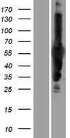 CARD9 Protein (Over-Expression Lysate Myc-DDK (Flag))
