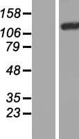 PLEKHM1 Protein (Over-Expression Lysate Myc-DDK (Flag))