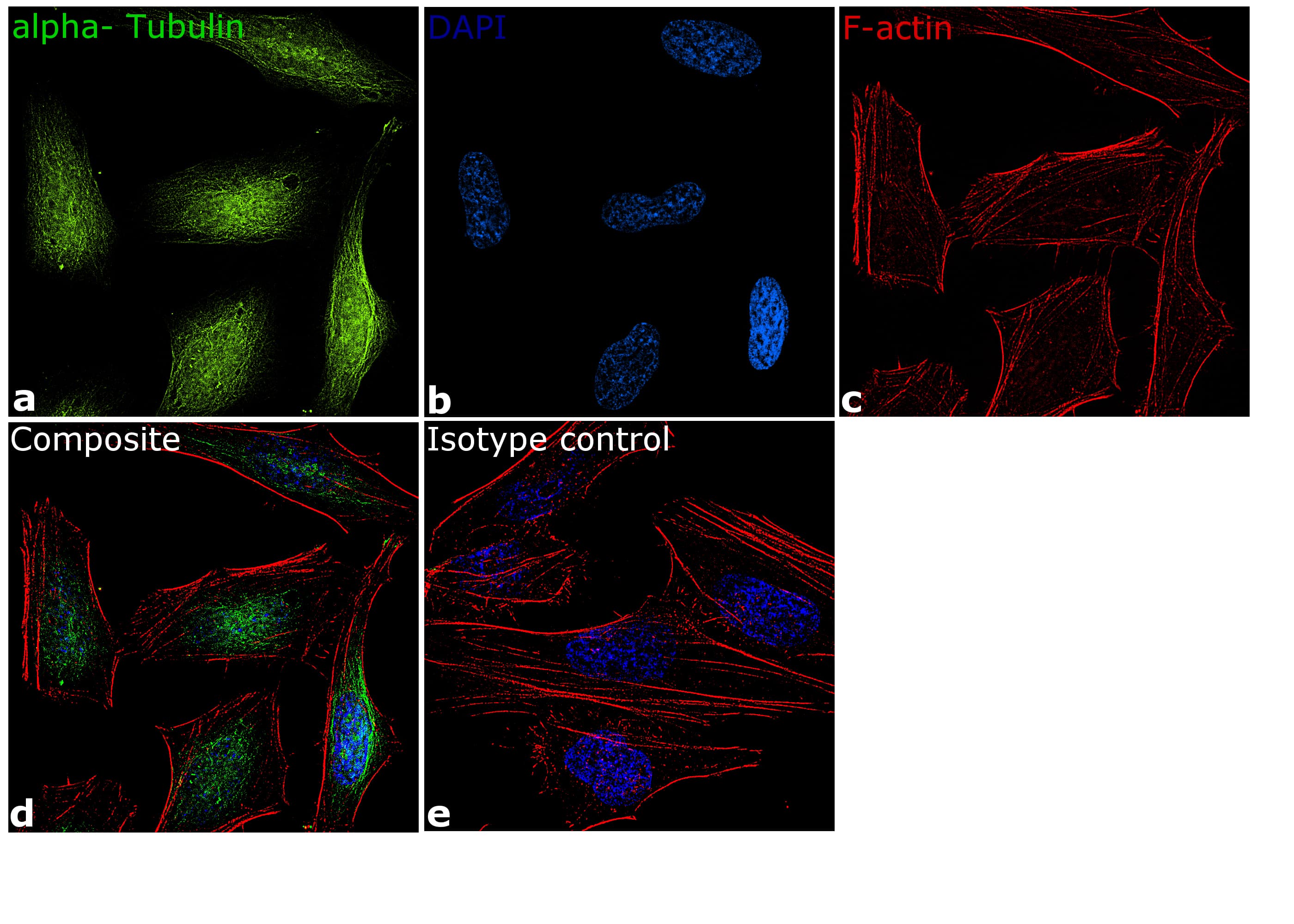 Monoclonal Mouse anti-Human Alpha Tubulin Antibody (clone TU-01, FITC, Amino Acid: 65-97, IF)