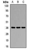 AGMAT Antibody
