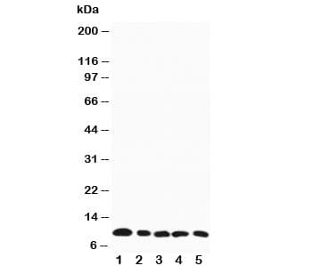 CCL4 / MIP-1 Beta Antibody (aa74-88)