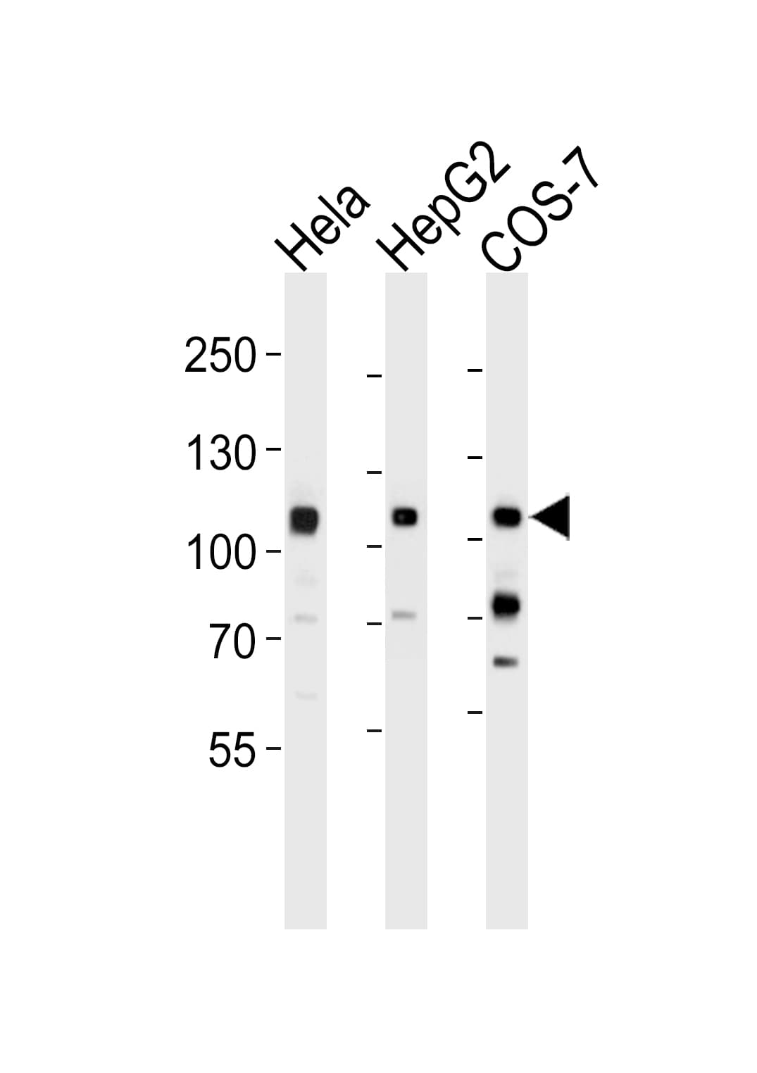 IHC-plus™ c-Met Antibody (clone 4AT44)