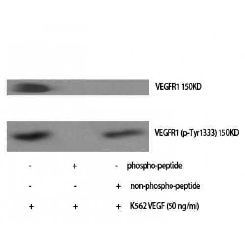 FLT1 / VEGFR1 Antibody (1260-1340 aa)