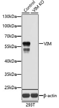 Vimentin Antibody