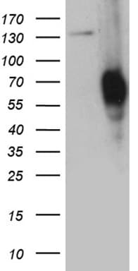 PLA2G3 Antibody (aa409-509, clone OTI1F4)