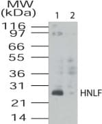 Polyclonal Rabbit anti-Human HNLF / TMED4 Antibody (aa55-67, WB)
