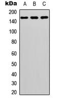 ADGRF5 / GPR116 Antibody (C-Terminus)