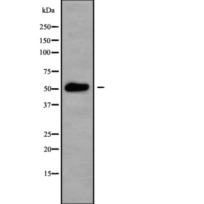 CSNK1G3 / CKI-Gamma 3 Antibody