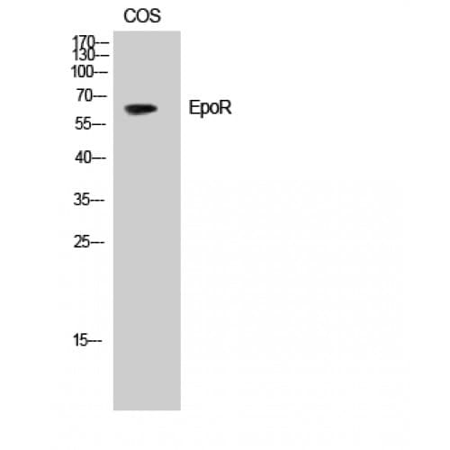 EPOR / EPO Receptor Antibody (310-390 aa)