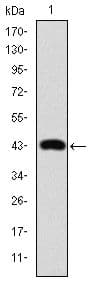 Monoclonal Mouse anti-Human JUN / c-Jun Antibody (clone 4H9, IHC, IF, WB)