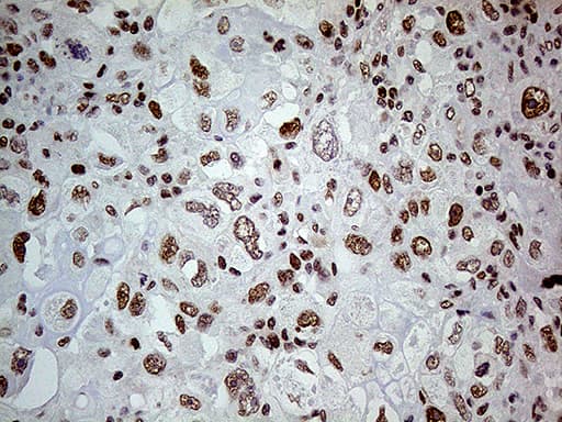 Fatso Antibody (clone OTI4A1)