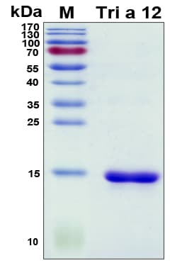 Wheat Tri a 12 Protein (Recombinant His, N-Terminal)