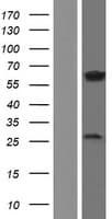NPRL3 Protein (Over-Expression Lysate Myc-DDK (Flag))