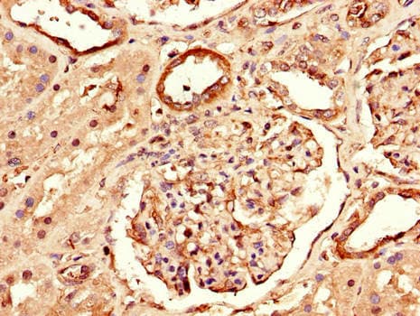 Raptor / Mip1 Antibody