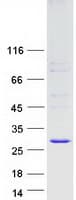 Human ILEI / FAM3C Protein (Recombinant Myc-DDK (Flag))