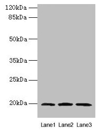 MRPL49 Antibody
