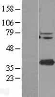 TMEM173 / STING Protein (Over-Expression Lysate Myc-DDK (Flag))