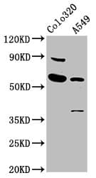 EBF3 / COE3 Antibody