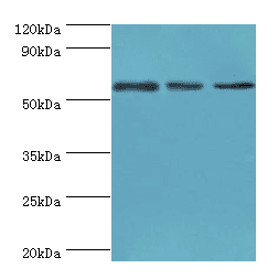 ATP6V1B2 Antibody (aa262-511)