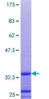 Human GNG10 Protein (Recombinant GST)