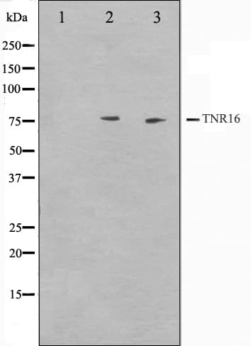 NGFR / CD271 / TNR16 Antibody